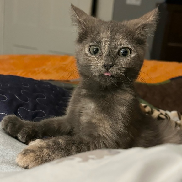 Meet your Posher, Tayler - Picture 3 of 8